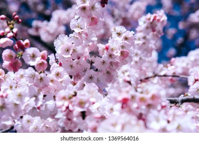 Flowers of the cherry blossoms on a spring day. Nature concept. - Shutterstock ID 1369564016