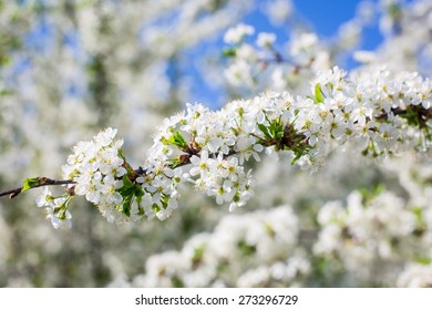 Flowers of the cherry blossoms on a spring day 
