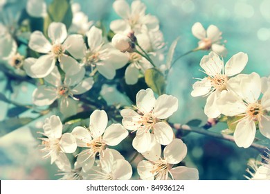 Flowers of the cherry blossoms on a spring day - Shutterstock ID 84936124