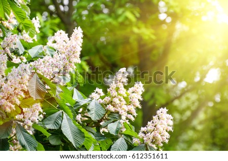 Flowers of chestnut trees in spring in the park.