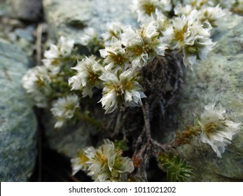 Flowers Of Chickweed (Paronychia)