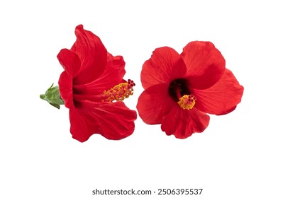 Flowers of Chinese hibiscus, China rose, Hawaiian hibiscus, rose mallow , shoeblack plant (Hibiscus rosa-sinensis), isolated on white background - Powered by Shutterstock