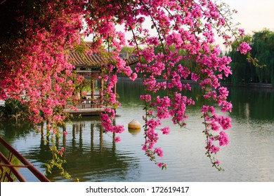 Flowers In Chinese Park. Kunming. China.