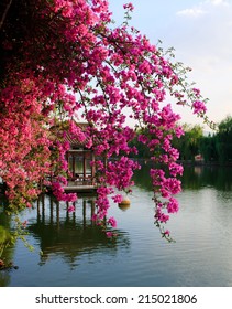 Flowers In Chinese Park. Kunming. China.