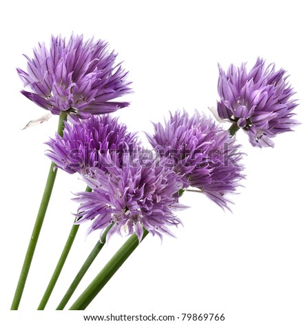 Flowers of Chives  isolated on white background