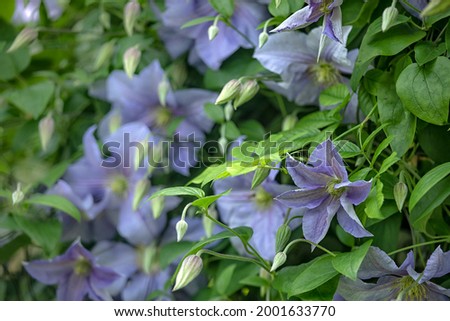Flowers of Clematis 'Perle d'Azur' in summer
