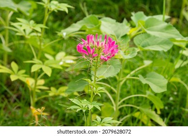 The Flowers Of The Cleome Plants Grow In Full Sun To Part Shade Locations In The Garden.