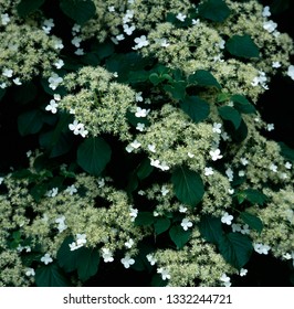 Flowers Of Climbing Hydrangea