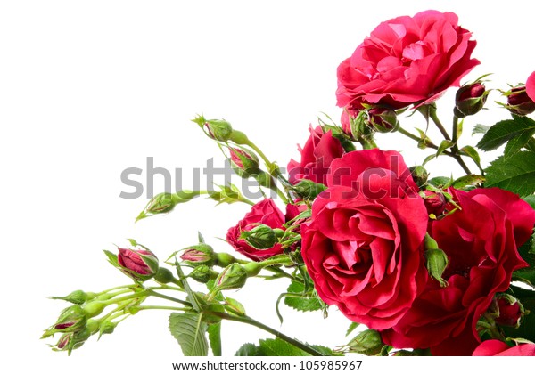 Flowers Climbing Rose On White Background Stock Photo 105985967 ...