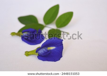Flowers of Clitoria ternatea, butterfly pea, blue pea, Aprajita, Cordofan pea, Blue Tea Flowers or Asian pigeonwings.