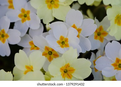 Flowers close up