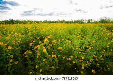 Flowers close up image
