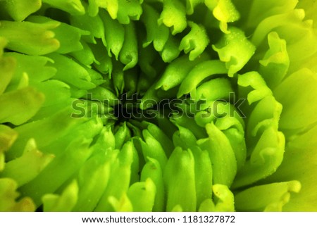 Similar – Image, Stock Photo soon Tagetes will bloom