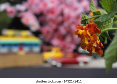 Flowers Closeup With Vintage Diner And Hot Rods In Background. Small Town Concept