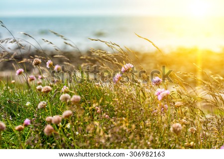Image, Stock Photo The lone clover blossom in front of gloomy storm clouds