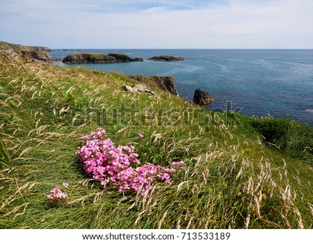 Flowers at the coast, Annestown, Ireland