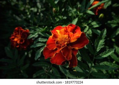 The Flowers At Coastal Maine Botanical Gardens