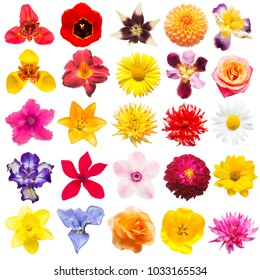 Flowers collection of assorted roses, daisies, irises, pansies, tigridia, daffodil, tulip, lilies, gerbera, cyclamen isolated on white background. Flat lay, top view 