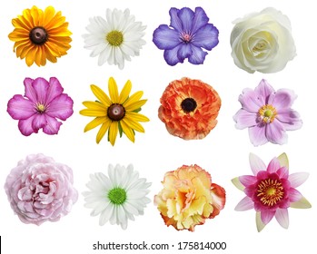 Set Flower Isolated On White Closeup Stock Photo (Edit Now) 174237467