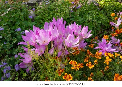 Flowers Are Colorful In Autumn. Flower Bed Close-up On A Sunny Day