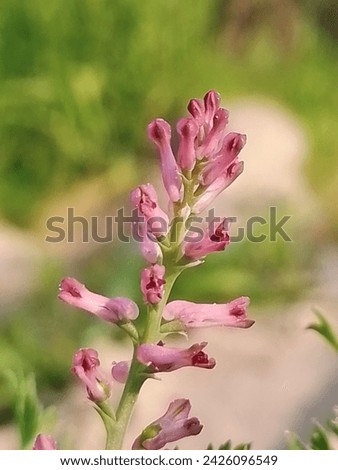 Similar – Image, Stock Photo Here comes the common lilac, Syringa vulgaris, with double flowers, a fragrant feature. Need to get used to.