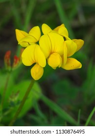 Flowers Of Common Birds Foot Trefoil, Lotus Corniculatus,