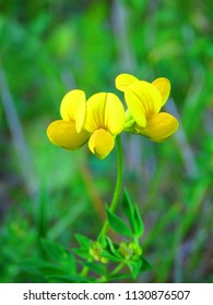 Flowers Of Common Birds Foot Trefoil, Lotus Corniculatus,