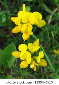 Flowers Of Common Birds Foot Trefoil, Lotus Corniculatus,