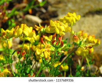 Flowers Of Common Birds Foot Trefoil, Lotus Corniculatus,