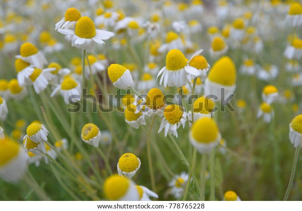 Flowers Complex Body Seed Reproduction Flowering Stock Photo Edit Now