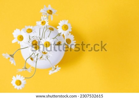 Flowers composition. Beautiful small chamomile in white round vase on yellow table. Spring and summer floral beautiful background. White daisies on yellow. Flat lay, top view