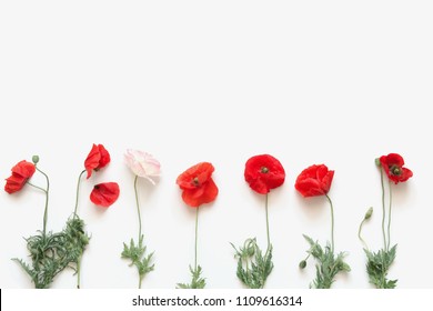 Flowers composition. Border made of beautiful red and white poppies on a white background. Greeting card. Flat lay, top view, copy space.