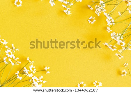 Flowers composition. Chamomile flowers on yellow background. Spring, summer concept. Flat lay, top view, copy space