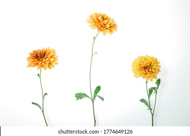 Flowers composition from chrysanthemum flowers. Yellow flowers on white background. Flat lay, top view. Floral backdrop