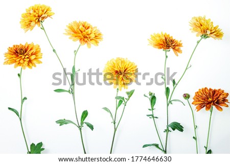 Flowers composition from chrysanthemum flowers. Yellow flowers on white background. Flat lay, top view. Floral backdrop