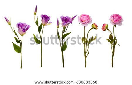 Flowers composition. Frame made of flowers isolated. Flat lay, top view