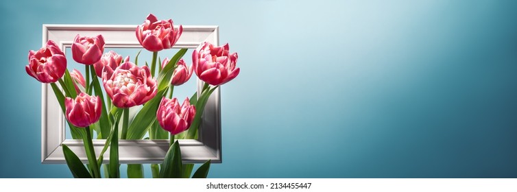 Flowers composition. Photo frame, tulip flowers on pastel blue background.