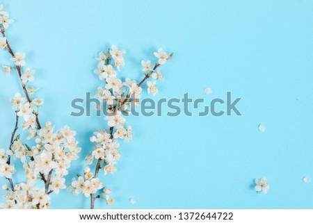Flowers composition. Spring background with beautiful white flowering branches on pastel blue background. Spring and holiday concept. Flat lay, top view, copy space