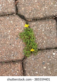 Flowers In Cracks