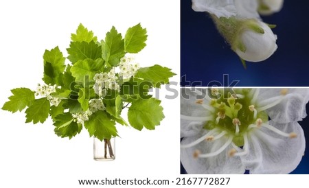 Flowers of the Crataegus maximowiczii with a threefold increase. Flowering branch of hawthorn in a vessel with water.