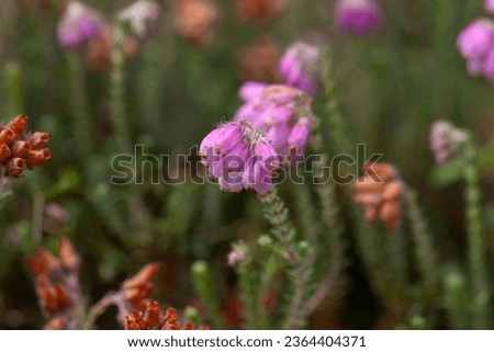 Flowers of cross-leaved heath, Erica tetralix