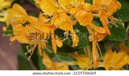 Flowers Curly honeysuckle is a climbing shrub, honeysuckle family
