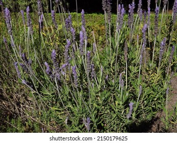 Flowers Of Curly Lavender, Lavandula Dentata In The Garden In The Spring.