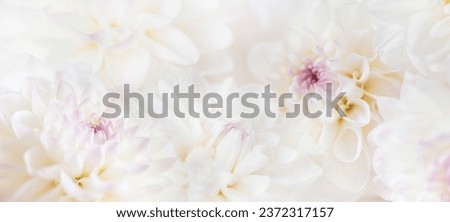 flowers dahlia festive background, pastel and soft bouquet floral card, top view wallpaper background. Macro of White Dahlia Flowers for Texture Background.