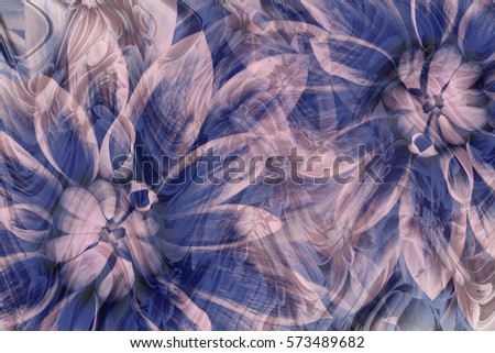 flowers dahlias gray-blue-pink. flowers  background. floral collage.  abstract composition. Nature.