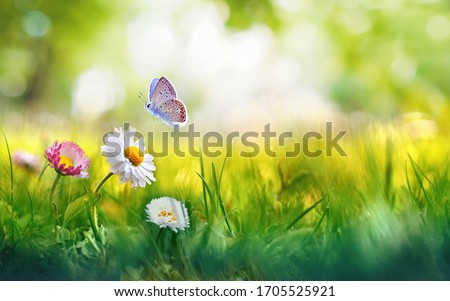 Flowers daisies in grass and butterfly in meadow in nature in rays of sunlight in summer or spring close-up macro. Picturesque colorful artistic image with a soft focus.