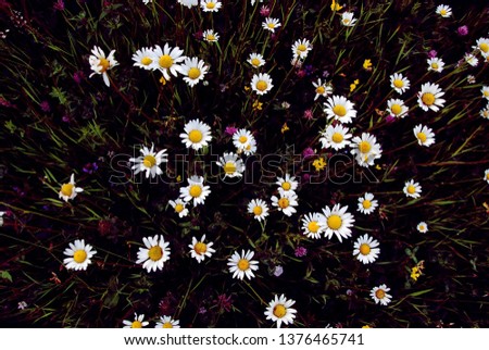 Similar – Image, Stock Photo Don’t kick us. Flower