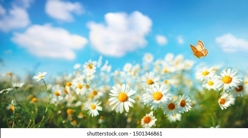 Flowers daisies in summer spring  meadow on background blue sky with white clouds, flying orange butterfly, wide format. Summer natural idyllic pastoral landscape, copy space.