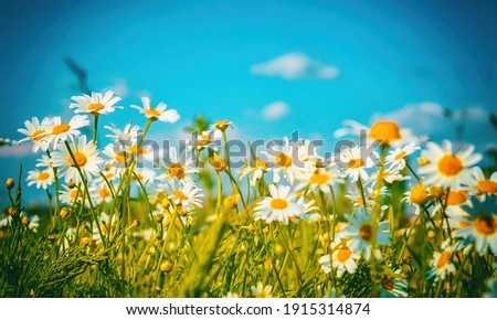 Flowers daisy close-up on a background of blue sky outdoors in nature. Natural beautiful colorful bright summer pastoral landscape.