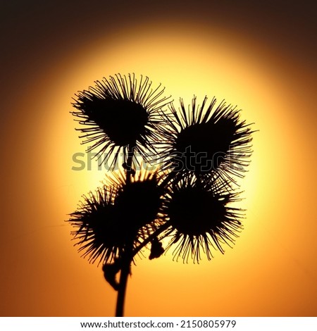 Similar – Mit Löwenzahn und Hummel gen Sonne